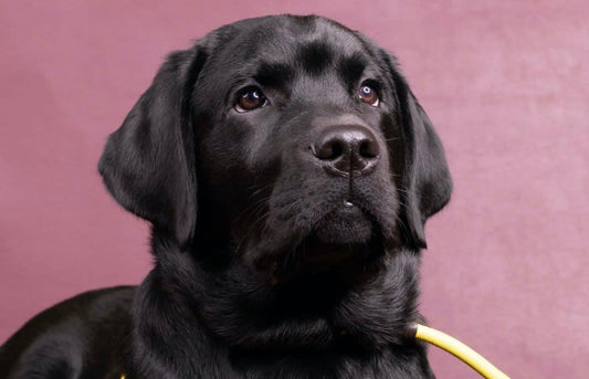 The dog collar for your Labrador Retriever
