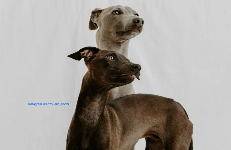 Italian greyhound sales collars and leads