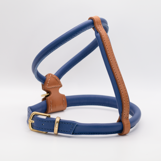 D&H Rolled Leather Dog Harness Electric Blue