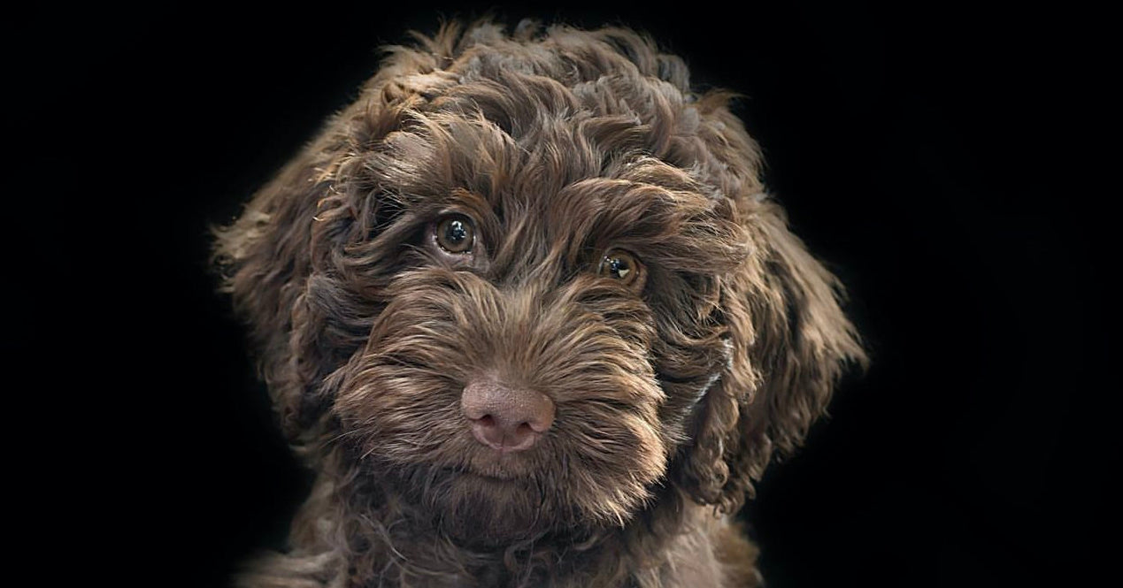Baxter Cockapoo Why your Cockapoo needs THIS dog collar – Dogs & Horses UK