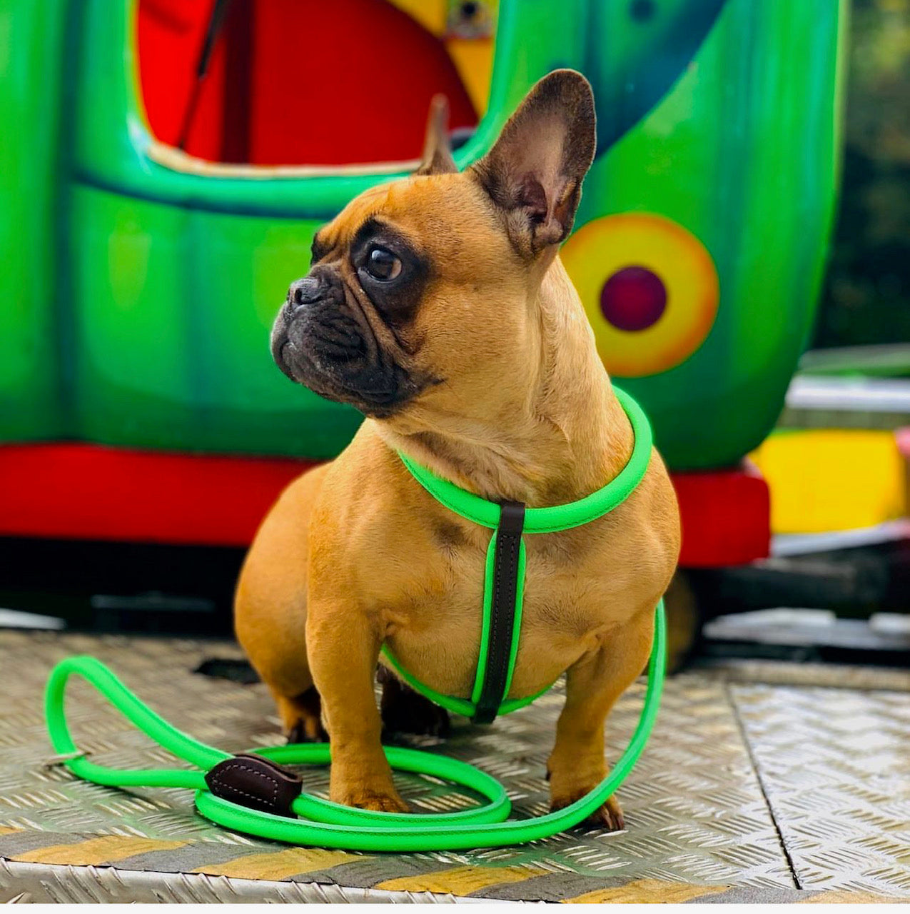 Bulldog leash outlet