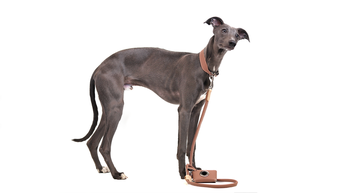 Greyhound best sale lap dog