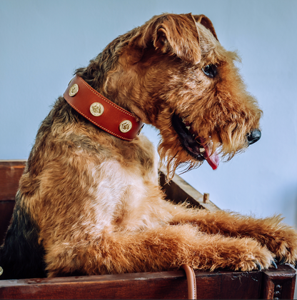 D&H Hound Pound Traditional Leather Collar