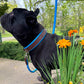 Padded Leather Dog Collar Brown and Blue