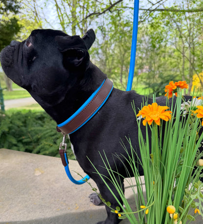 Padded Leather Dog Collar and Rolled Lead Set Blue