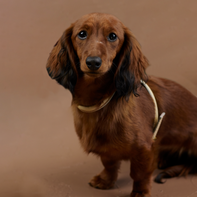 D&H Rolled Leather Harness for Miniature Dachshunds