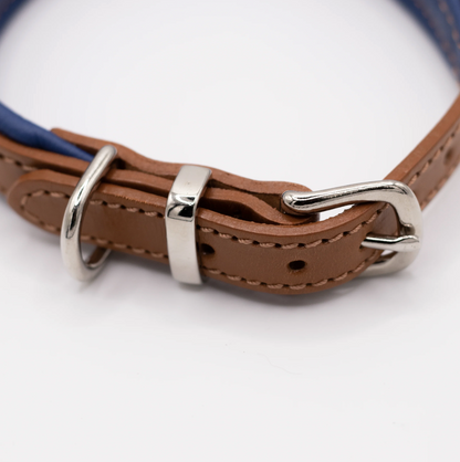 Padded Leather Dog Collar Tan and Electric Blue