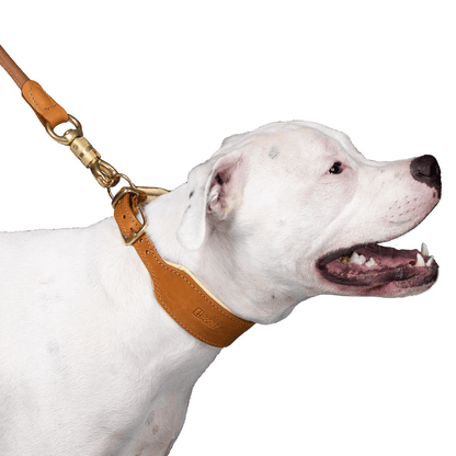 OUTLET: D&H Big Dog Padded Leather Collar